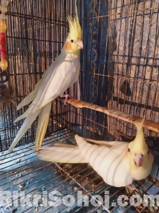 Cockatiel Pakhi